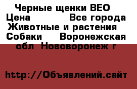 Черные щенки ВЕО › Цена ­ 5 000 - Все города Животные и растения » Собаки   . Воронежская обл.,Нововоронеж г.